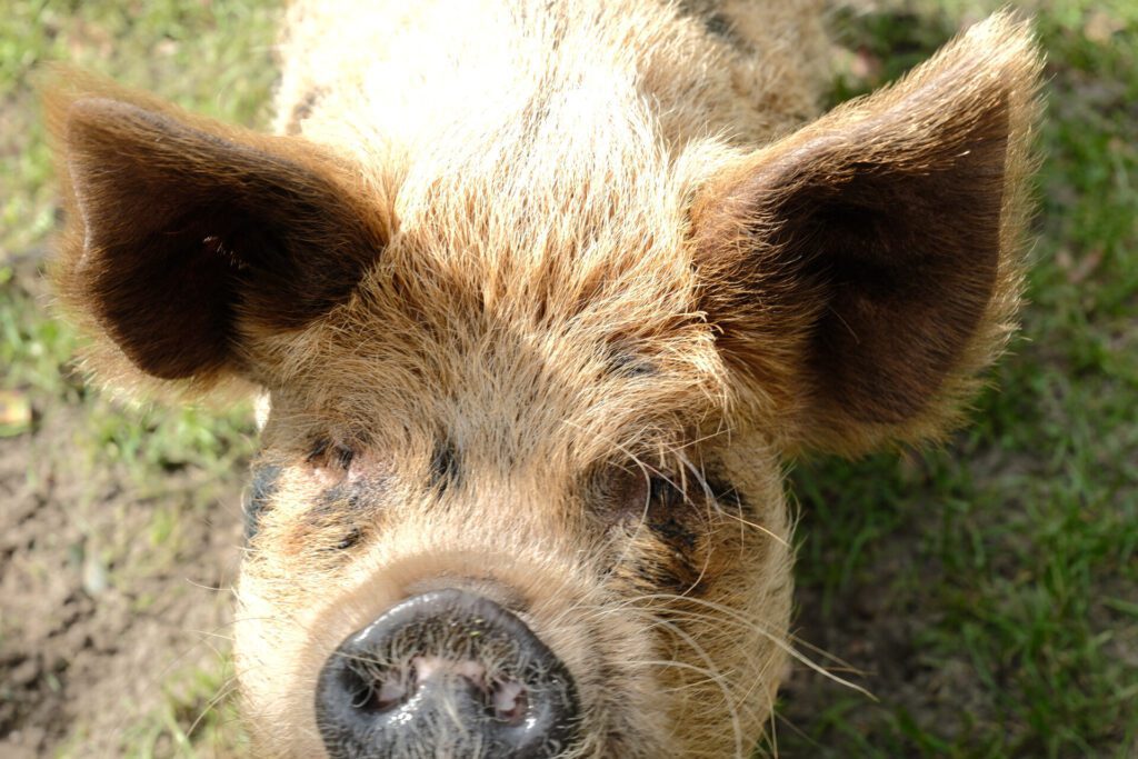 varken close-up
