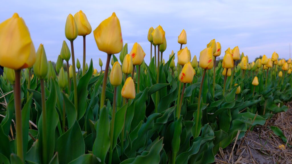 Tulpen in een bollenveld