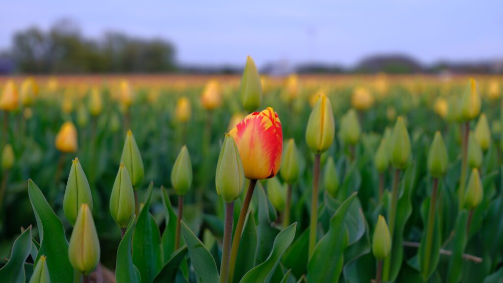 Tulpen in een bollenveld