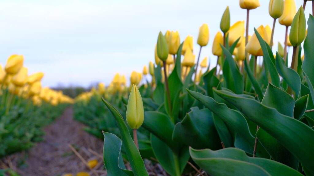 Tulpen in een bollenveld